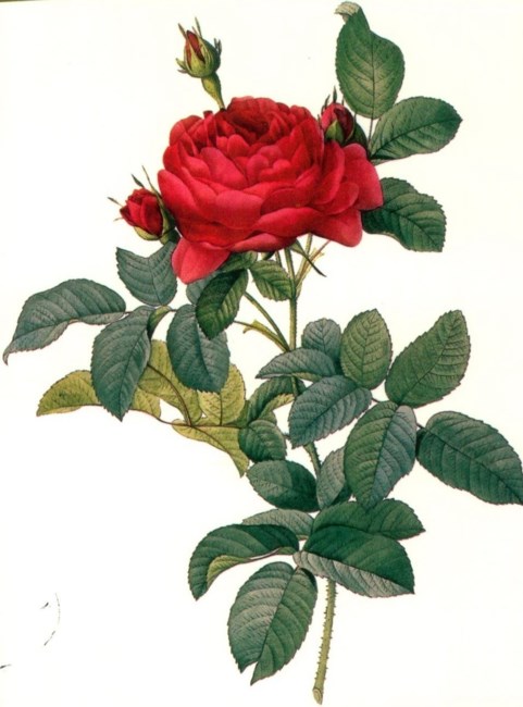 Obituary of Janet G. Davis