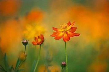 Obituary of Barbara A. Mill