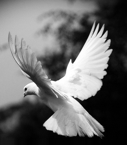 Obituary of Carol M. Pontrelli