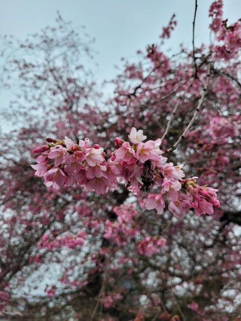 Obituary of Christopher George Eddie Russell Clapper