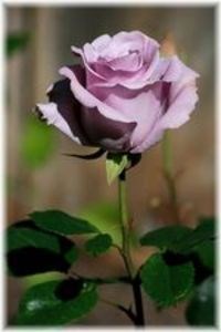 Obituary of Diane Marie Kay