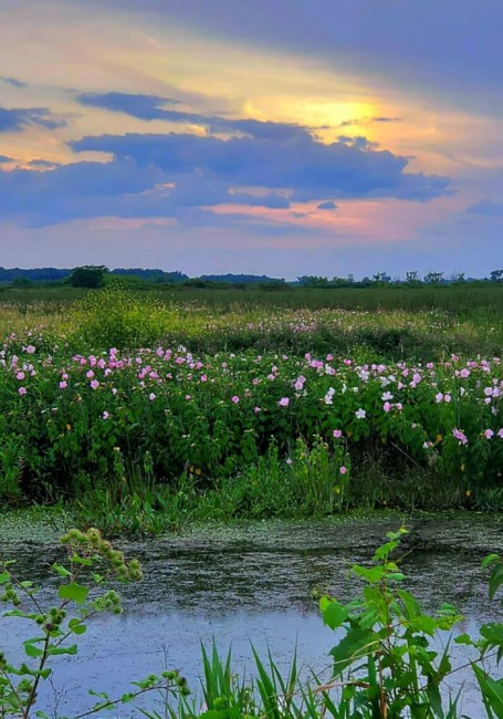 Avis de décès de Leatha Mae Johnson