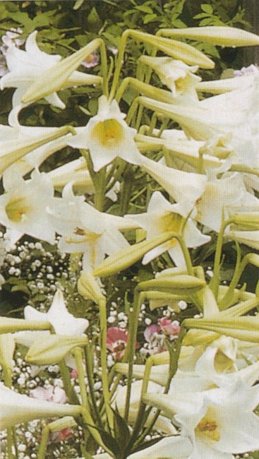 Avis de décès de Elizabeth Coates Beaver