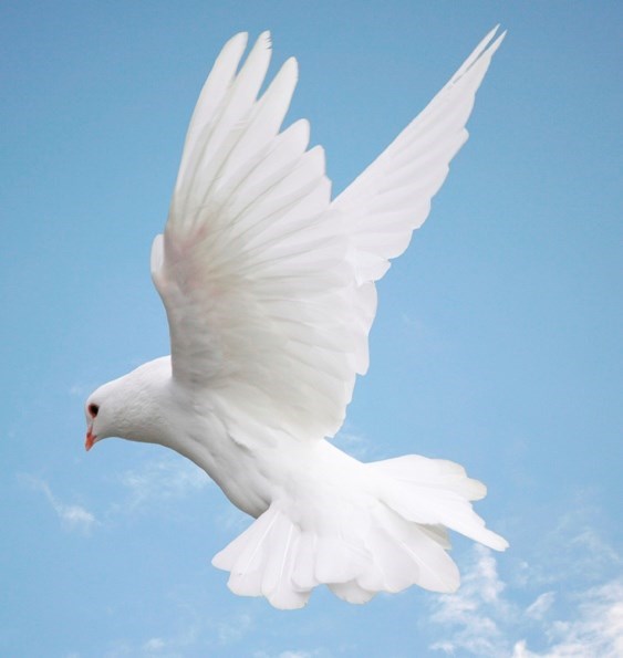 Obituary of Frances R. Owens