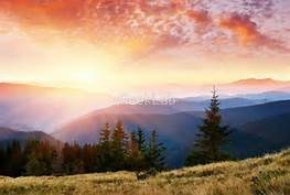 Obituary of Carol Darlene Hamburg