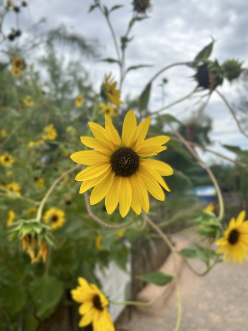 Obituary of Jane Norris