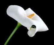 Obituary of Robert Edgar Armstrong