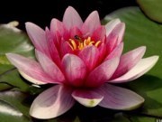 Obituario de Ilene Carol Erdman