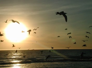 Obituary of Frederick James Stokes