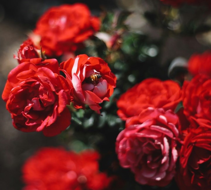 Avis de décès de Joaquina Mota