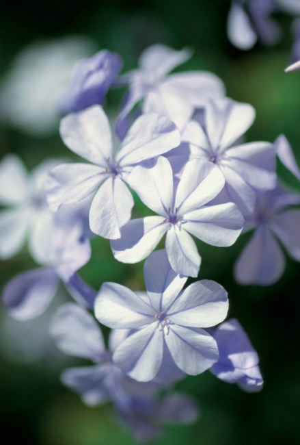 Obituary of Olene M White