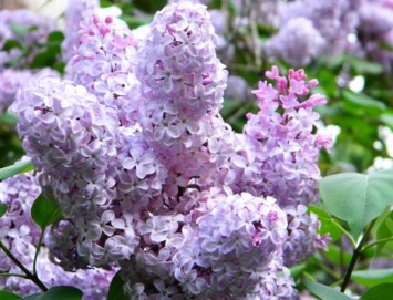 Obituary of Hazel Marie Samuels