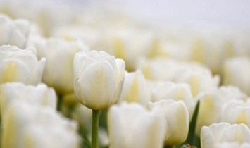 Obituary of Marie F. McCoy