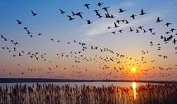 Obituary of Richard Forbes Barrett Jr.