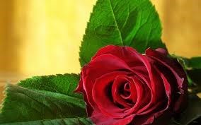 Obituary of Aram Fard Far Mansouri