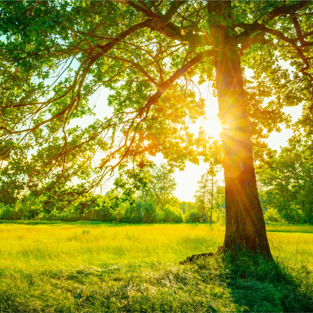 Ellen Abdo Diamantides Obituary Falls Church Va