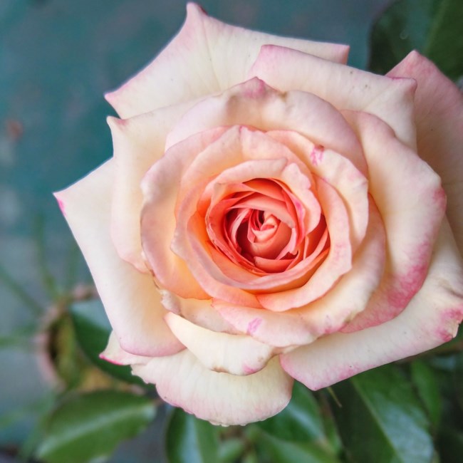 Obituary of Christine Louise Ours