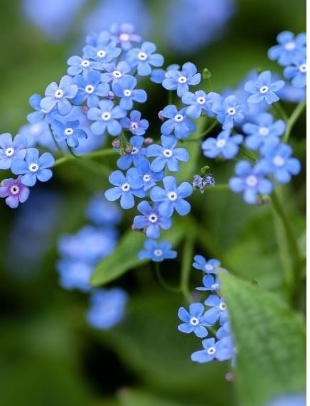 Obituary of Bonifacio Serrano Lawas Jr.