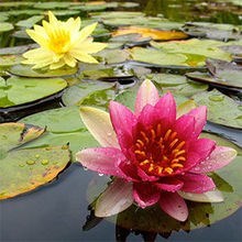 Obituary of Gertrude Carlson Peterson