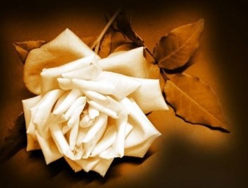 Obituary of Carolyn Elizabeth Hughes