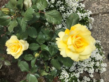 Obituary of Barbara Mueller