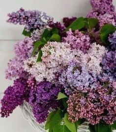 Obituary of Aileen Hsiu-Hui Hsu