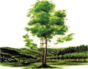 Obituary of Marcel Biener