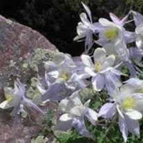 Obituario de Darlene Ann Suter