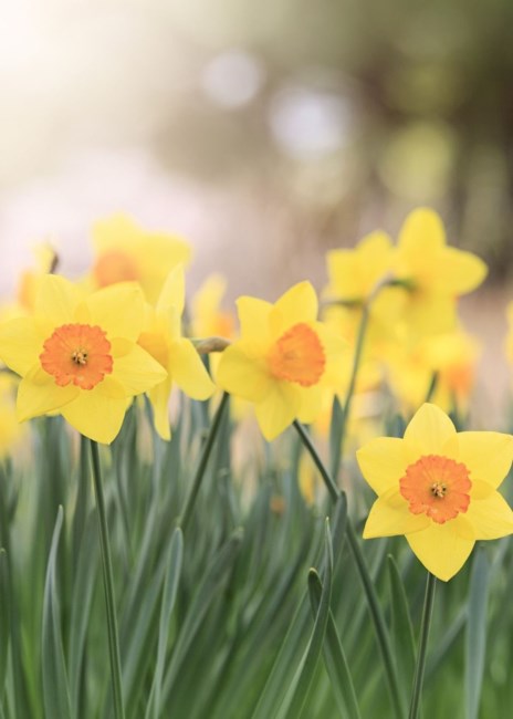 Obituary of Hung Tran