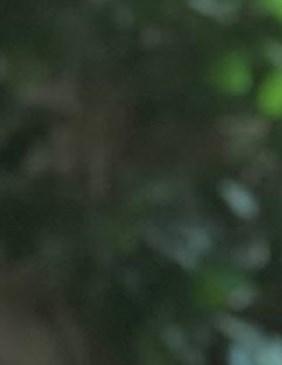 Averil Gummere Obituary Renton WA averil-gummere-obituary-renton-wa