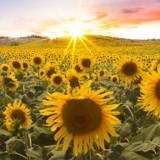 Obituary of David S Kay