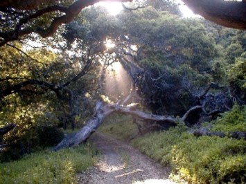 Obituary of Charles Albert Hearn Jr.