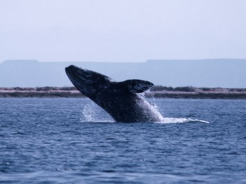 Obituary of Reginald Samson JACK