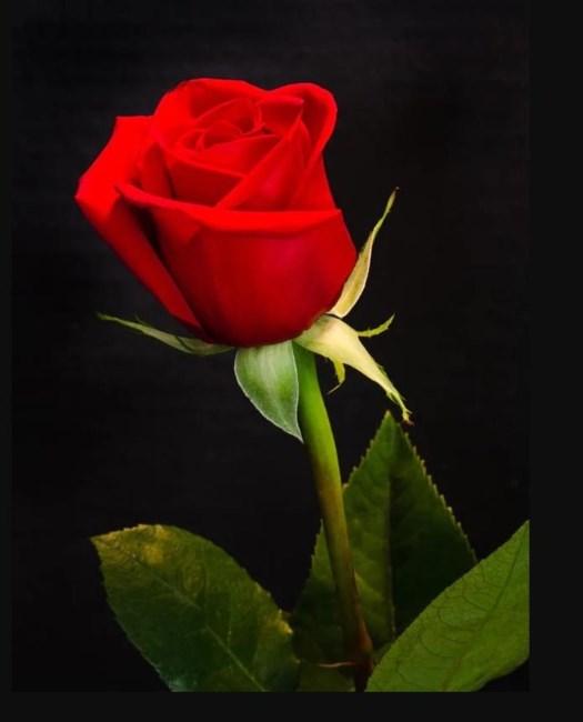 Obituary of Harold Frank Thomas