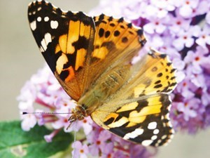 Obituary of Lila Ione Davis