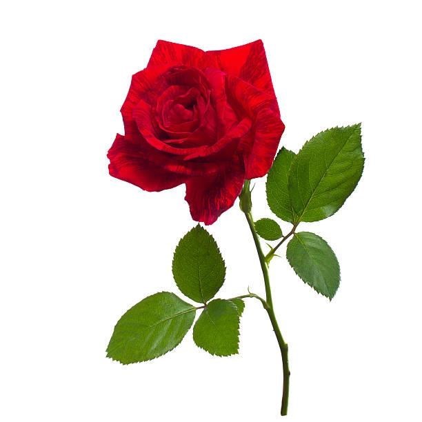 Obituary of Annette O. Norris