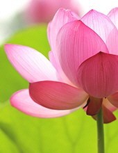 Obituary of Ann Denise Lee Ferguson