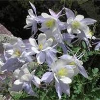 Avis de décès de Jerry Alahson Millard