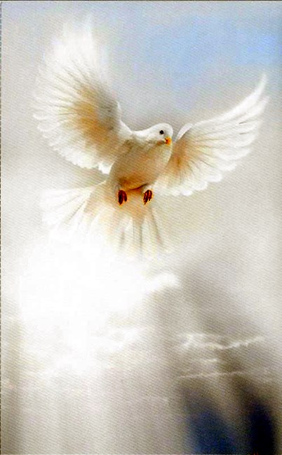 Obituary of Tomas Antonio Arias Sr.