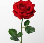 Obituary of Janice Yvonne Miller