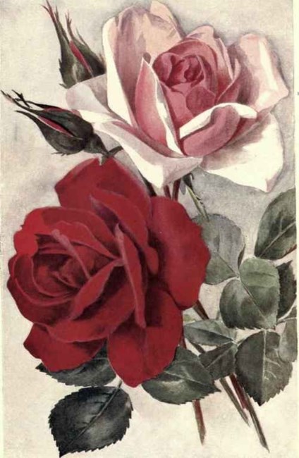 Obituary of Angela Ludwick