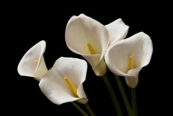 Obituary of Barbara Lou Miller