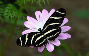Obituary of Dorothy Lee Graham