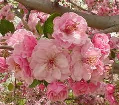 Obituary of Ruth Marie Geiger Kindall