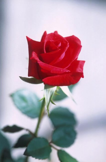 Obituary of Anne Marie Heisler