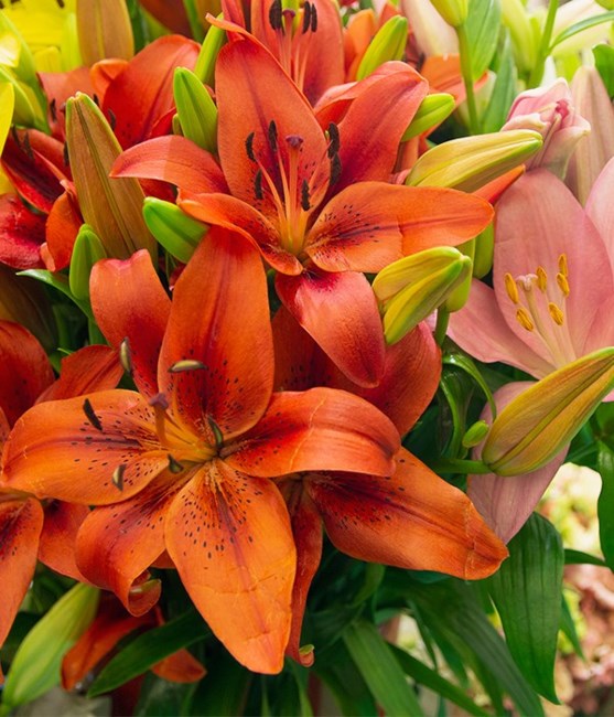 Obituary of Cheryl Lynn Webster