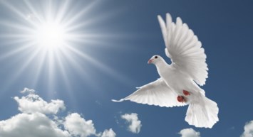 Obituary of Ah Ngi Tan