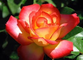 Obituary of Eileen P. Rice