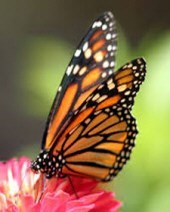 Obituary of Rose Marie Morris