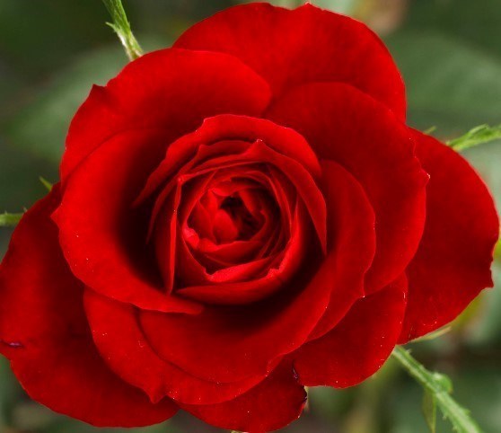Obituary of Patti Ann Vetkoetter